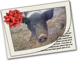 Love is sponsoring a rescued farm animal!